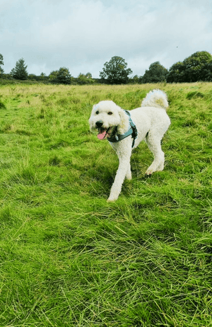 Dog walking in cookridge field