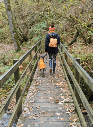 Woodland dog walk