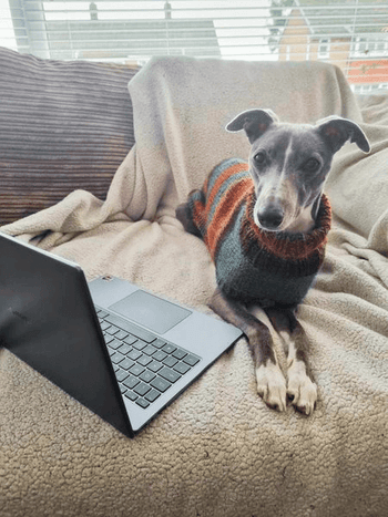 Dog waiting for email