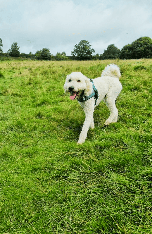 Dog walking in cookridge field