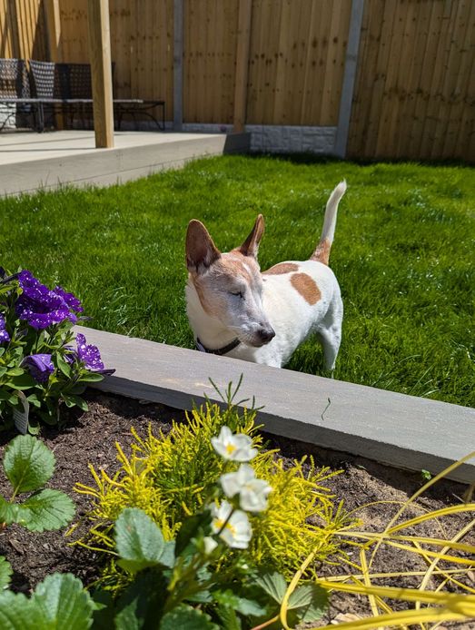 Blind dog enjoying a sniffari in the garden