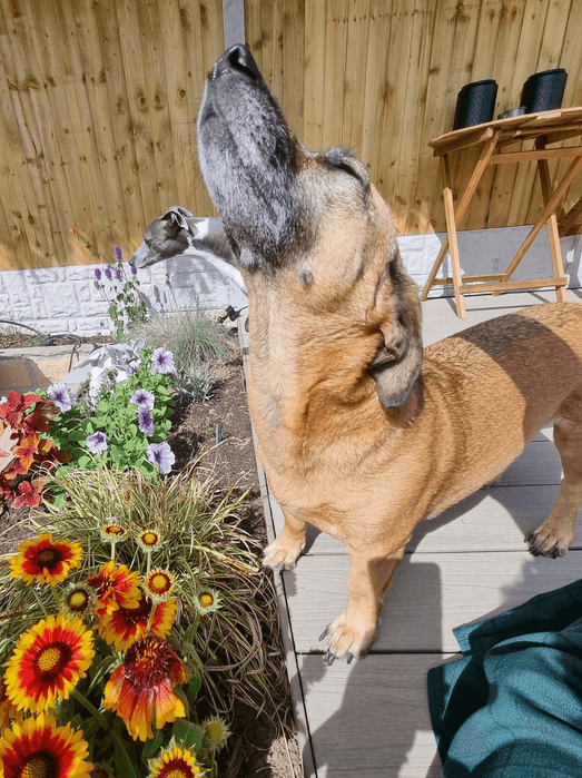 Dog sniffing the air on a Sniffari